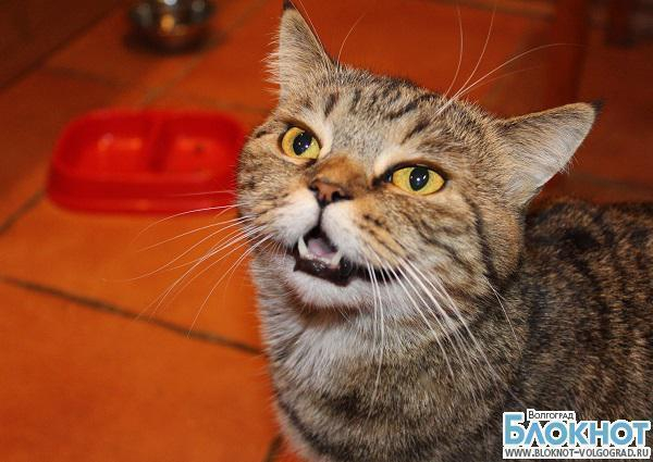 Чили хочет принять участие в конкурсе «Самый красивый кот Волгограда»
