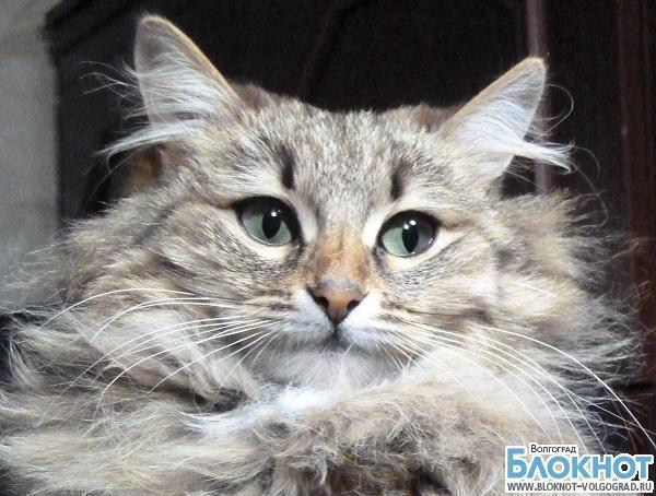 На звание самой красивой кошки в Волгограде претендует Маруся