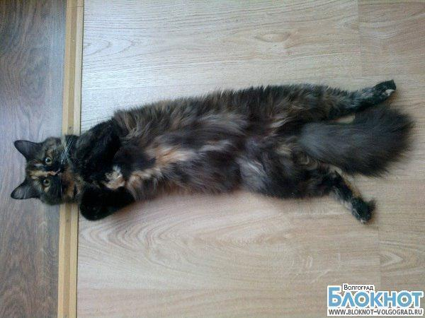 Муся очень надеется на победу в конкурсе «Самый красивый кот Волгограда»