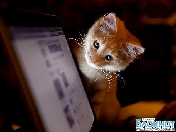 Блокнот объявляет конкурс «Самый красивый кот Волгограда»