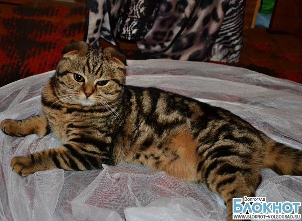 В конкурсе «Самый красивый кот Волгограда» участвует Милаша
