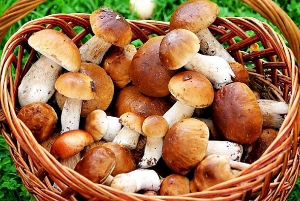 13 человек отравились грибами в Волгоградской области