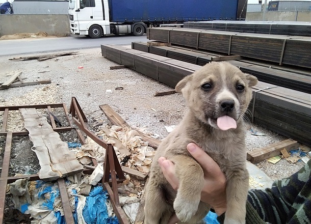 Волонтеры просят спасти трех щенят от поедания заключенными в Волжском