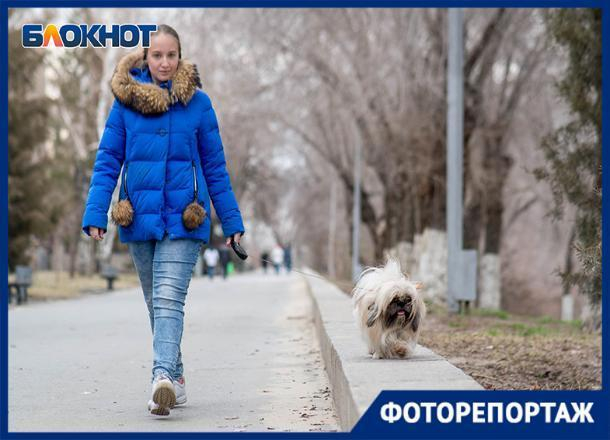 Похожи ли собаки на своих хозяев, выяснил фотограф из Волгограда