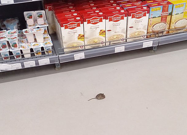 Мыши шныряют по продуктам в волгоградских супермаркетах
