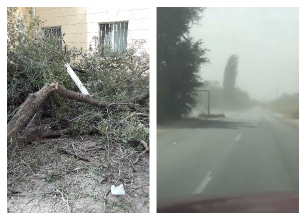 Песчаная буря и переломанные ураганом деревья попали на видео в Волгограде