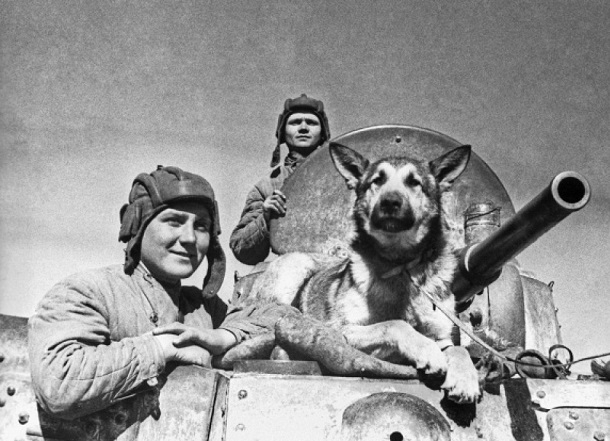 Служебные дворняжки шли под танки в боях за Сталинград