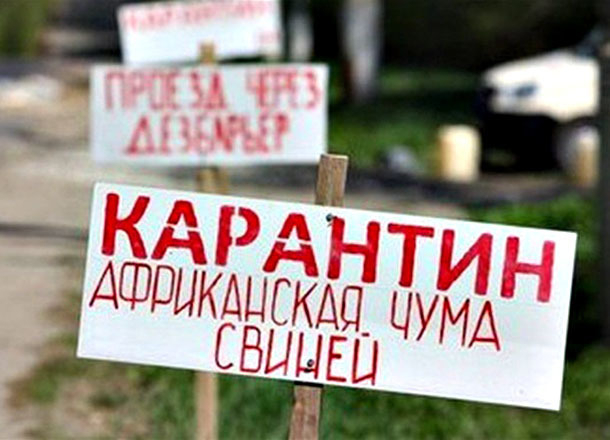 В Волгоградскую область вернулась АЧС: свиней изымают у фермеров