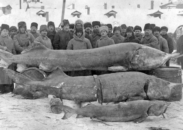 Гигантская белуга: почему легендарная рыба исчезла из Волгоградской области