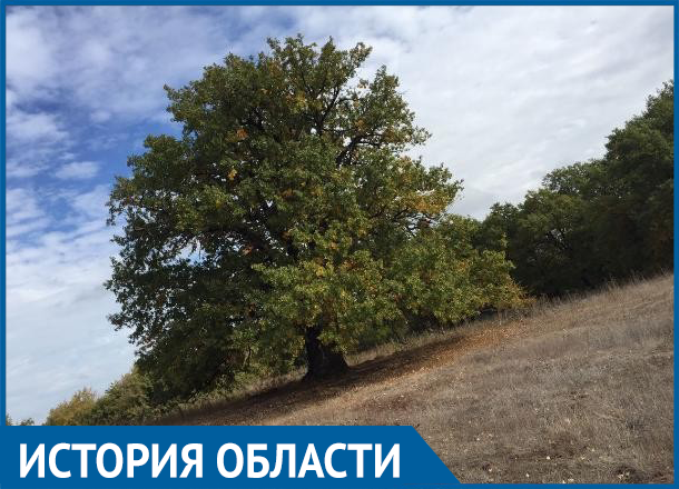 Дуб на острове Сарпинский официально признан самым древним деревом Волгоградской области