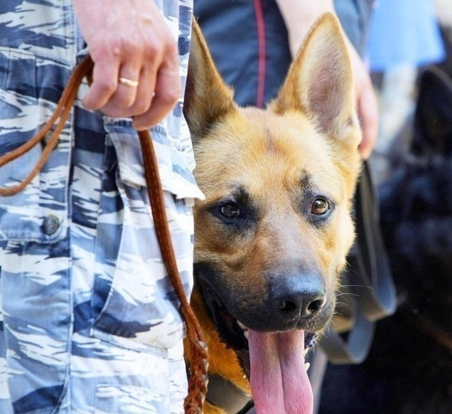 В СИЗО под Волгоградом служебная собака набросилась на посетительницу