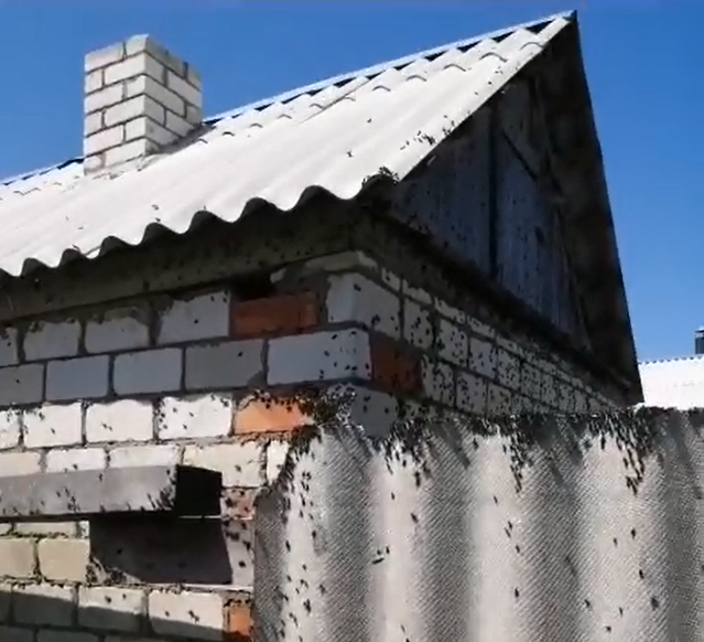 «Она сожрет все!»: нашествие саранчи сняли на видео под Волгоградом