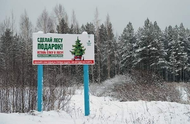 ﻿В преддверии Нового года живым елкам в Волгоградской области усилили охрану
