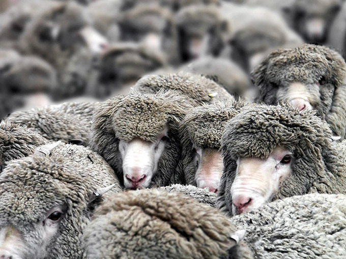 Под Волгоградом воры вывезли на КамАЗе стадо из 93 овец