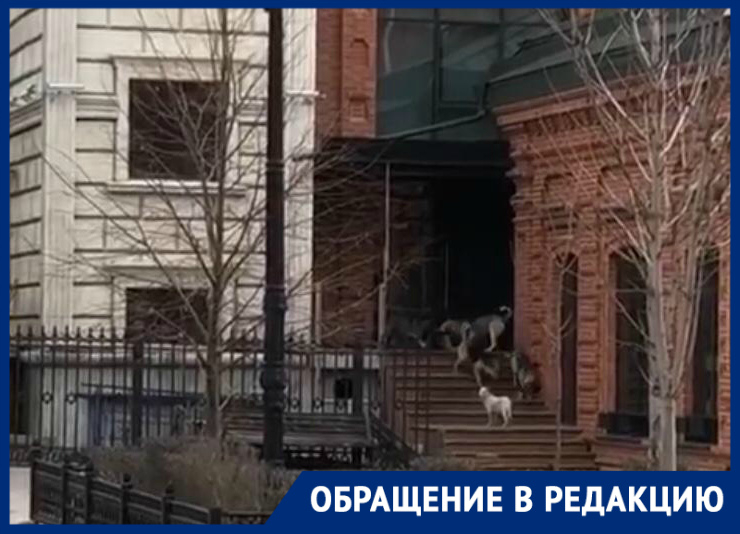 На видео бездомные собаки беспокоят жителей Ворошиловского района