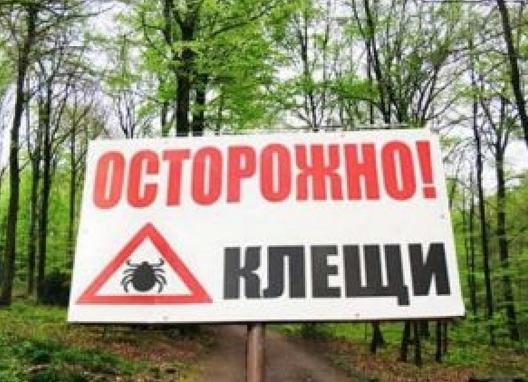 В Волгограде в три раза выросло количество случаев укуса клещами