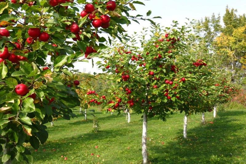 Плодовые деревья на дачном участке – выращивание и уход