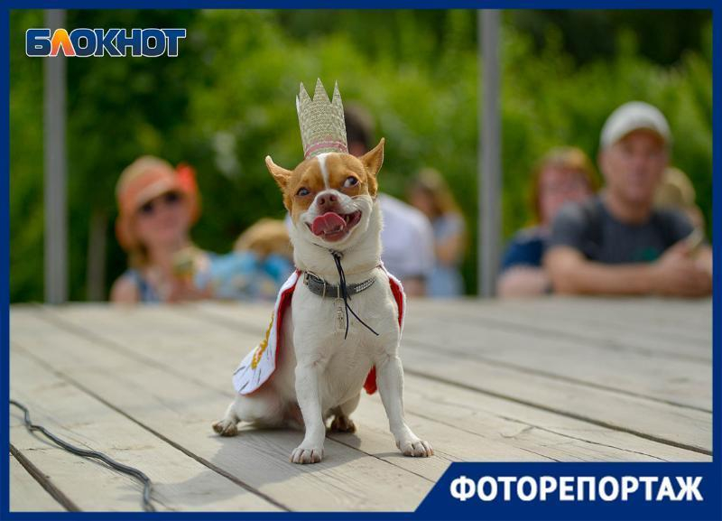 Мимиметр сломался: в Волгограде состоялся показ собачьей моды