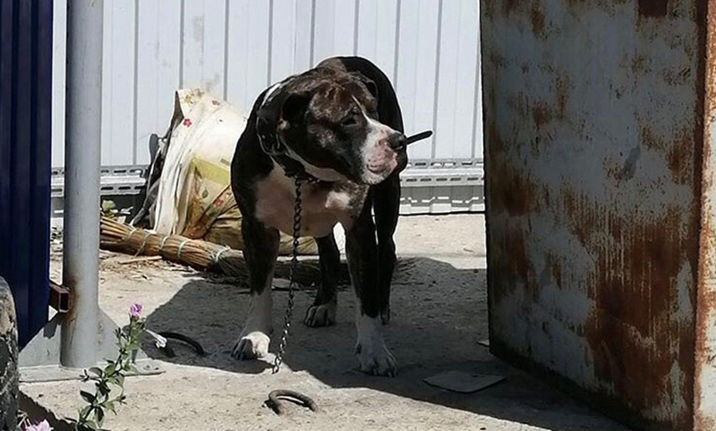Ищут хозяина спасенного из ловушки породистого пса в Волгограде