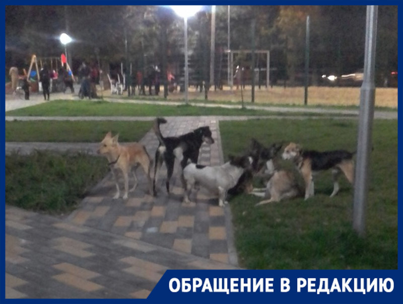 Стая бродячих собак распугала детей в новом парке Волжского