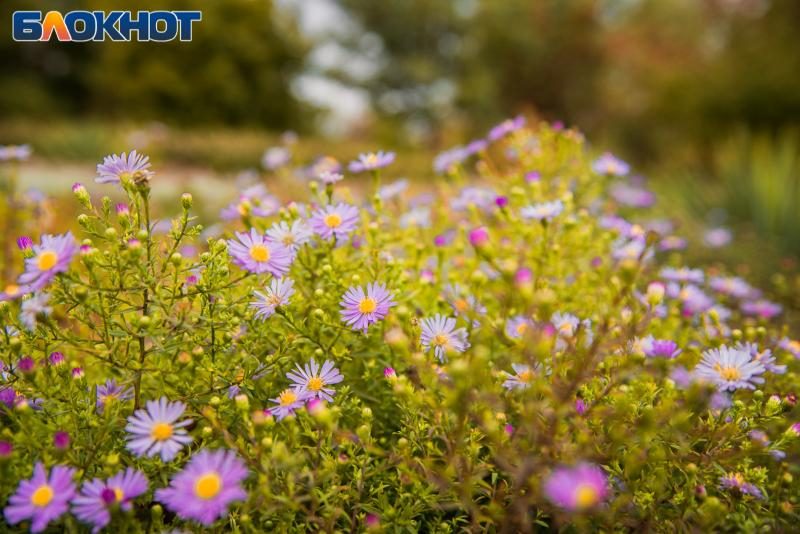 Какие цветы могут выдерживать холода в садах Волгоградской области