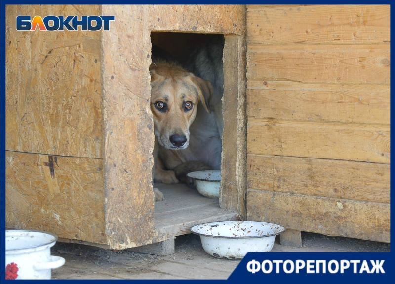 Приют с 40 проблемными животными спустя несколько месяцев поселился на новом месте в Волгограде