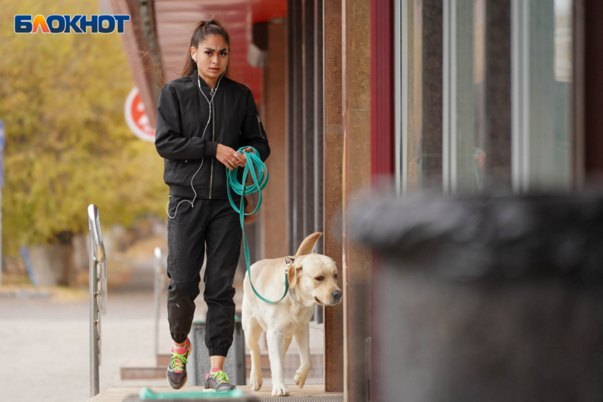 Выгул собак на улицах запрещается: от волгоградцев ждут предложений по благоустройству города