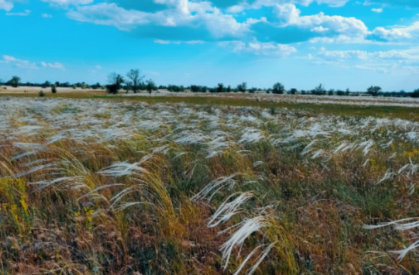 Волгоградский фермер рассказал о существующем только на бумаге урожае пшеницы