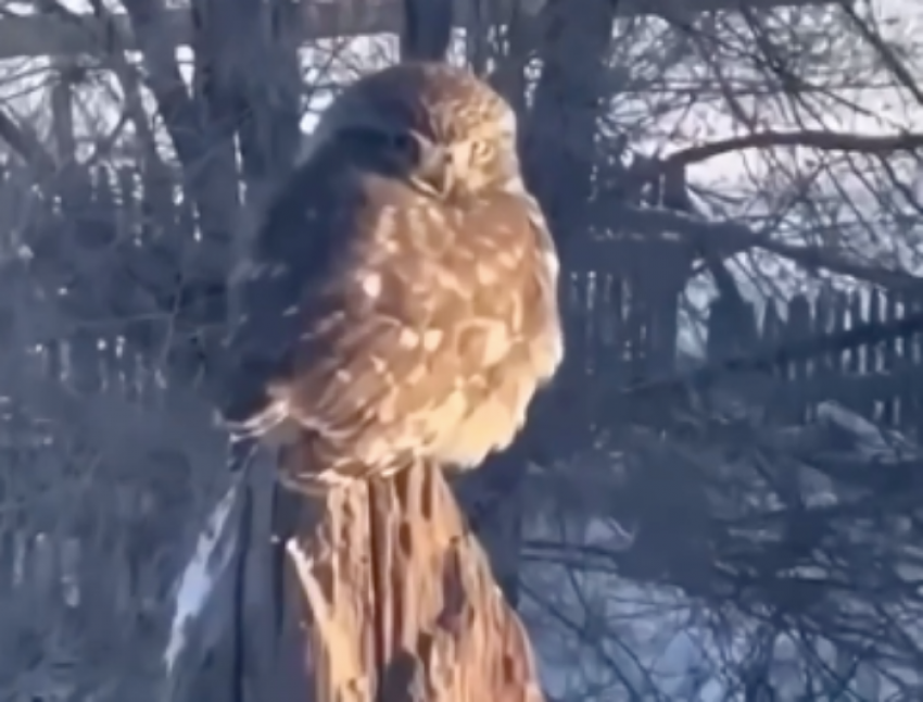 Миниатюрная сова попала на видео под Волгоградом 
