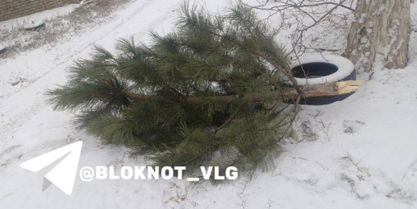 Сосну перед Новым годом выломали и бросили на аллее в Волгограде