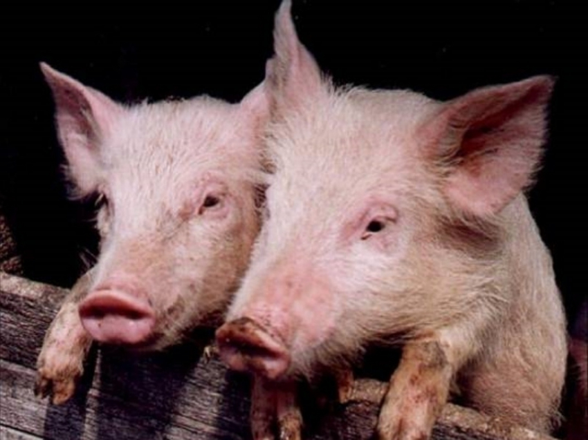 Волгоградской области угрожает очередная эпидемия чумы свиней