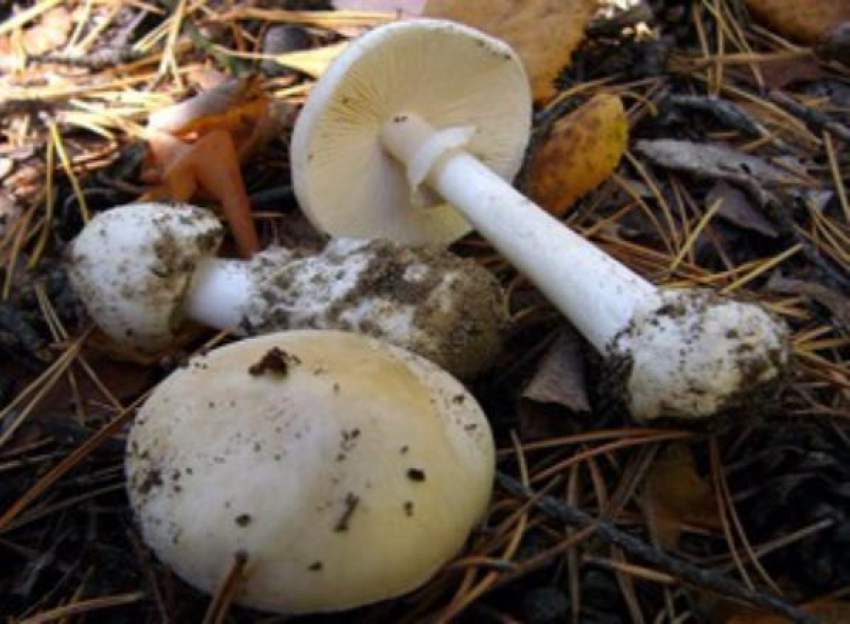 Специалисты Роспотребнадзора Волгоградской области рассказали, как не отравиться грибами 