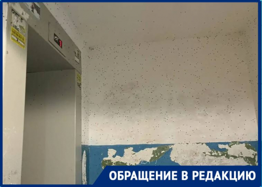 «Боимся зайти в подъезд»: огромные черные мошки стали кошмаром волгоградцев