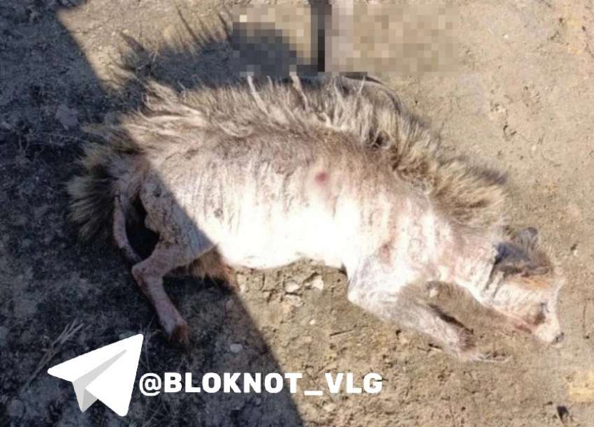 «Это чупакабра?»: странное животное сняли в Волгоградской области