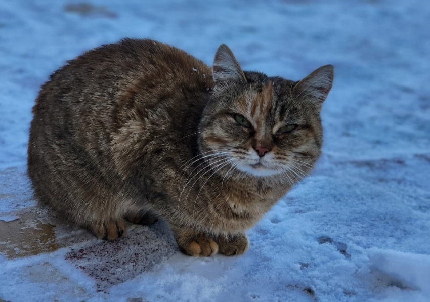 Волгоградцев попросили спасти замерзающих кошек «Соснового бора»