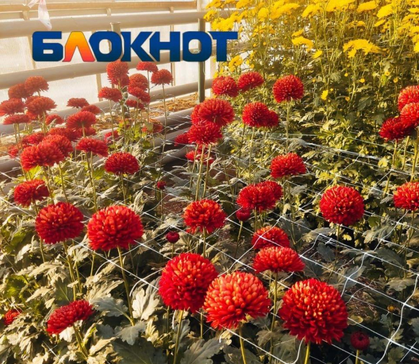 Гости из Китая и Нигерии: волгоградский Бал хризантем побил все рекорды посещаемости