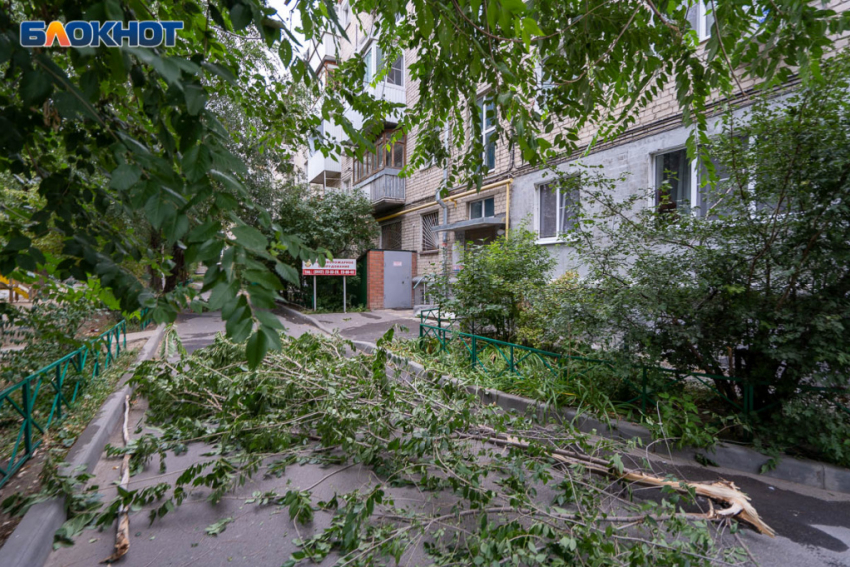 В Волгограде зеленые насаждения хотят привести к единообразию