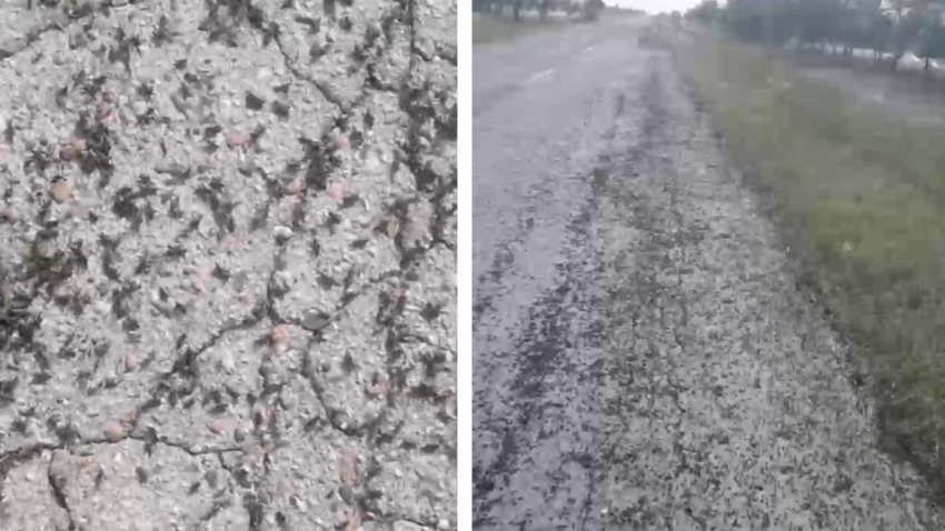 Саранчовый детский сад сняли на видео под Волгоградом 