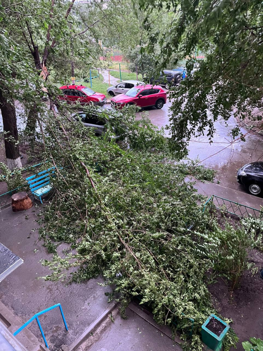 Бушующий ураган «Эдгар» ломает деревья в Волгограде