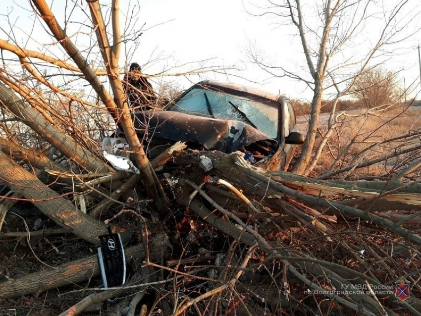 Водитель Hyundai разворотил дерево и отправился в больницу в Волгоградской области 