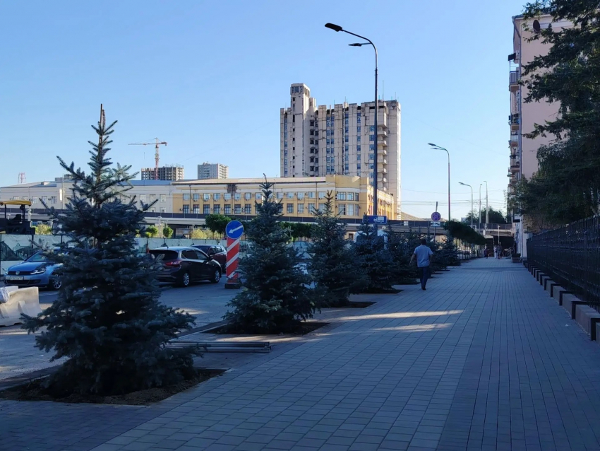 Вскрылись последствия тотальной вырубки вязов в центре Волгограда