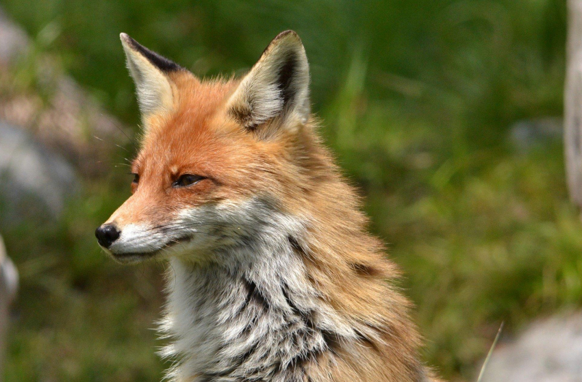 Хочет зайца и не может догнать: рыжая лисица из Волгоградской области