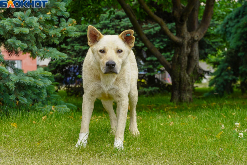 Алабай покусал взрослого мужчину под Волгоградом: «Наверное, её дразнили"