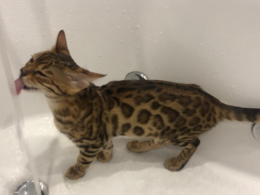 Горячую воду сегодня отключат в четырех районах Волгограда