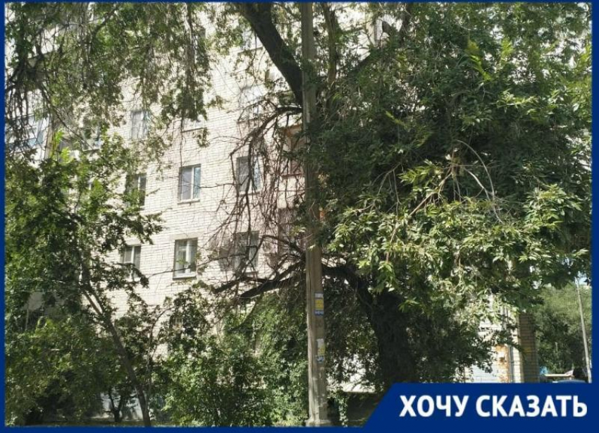 Старый вяз лег на провода: волгоградка просит избавить от дерева во дворе дома