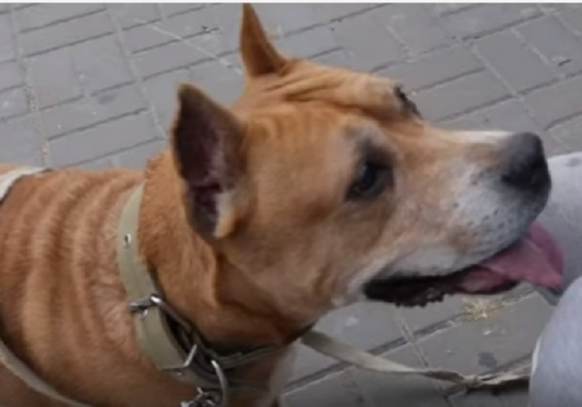 Волгоградцы разобрали бездомных собак на необычной ярмарке животных