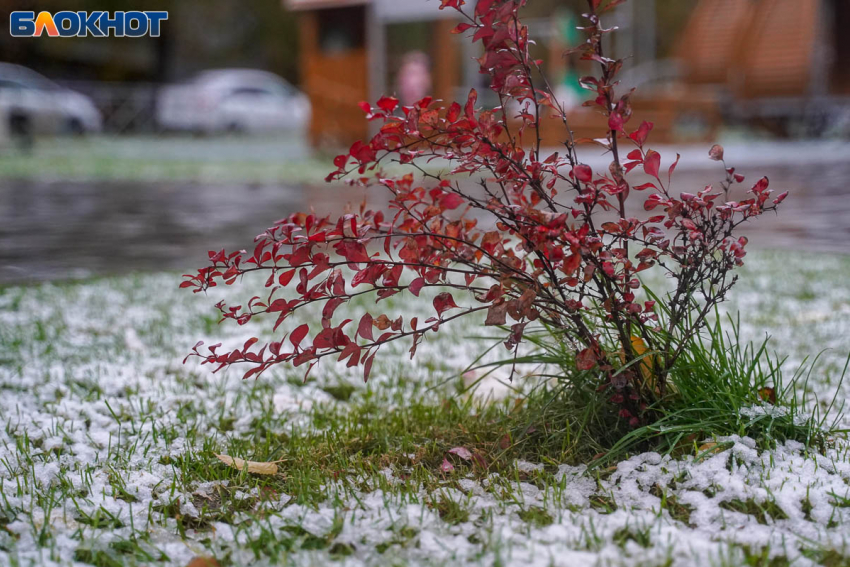 Снегодождь ждут в Волгограде