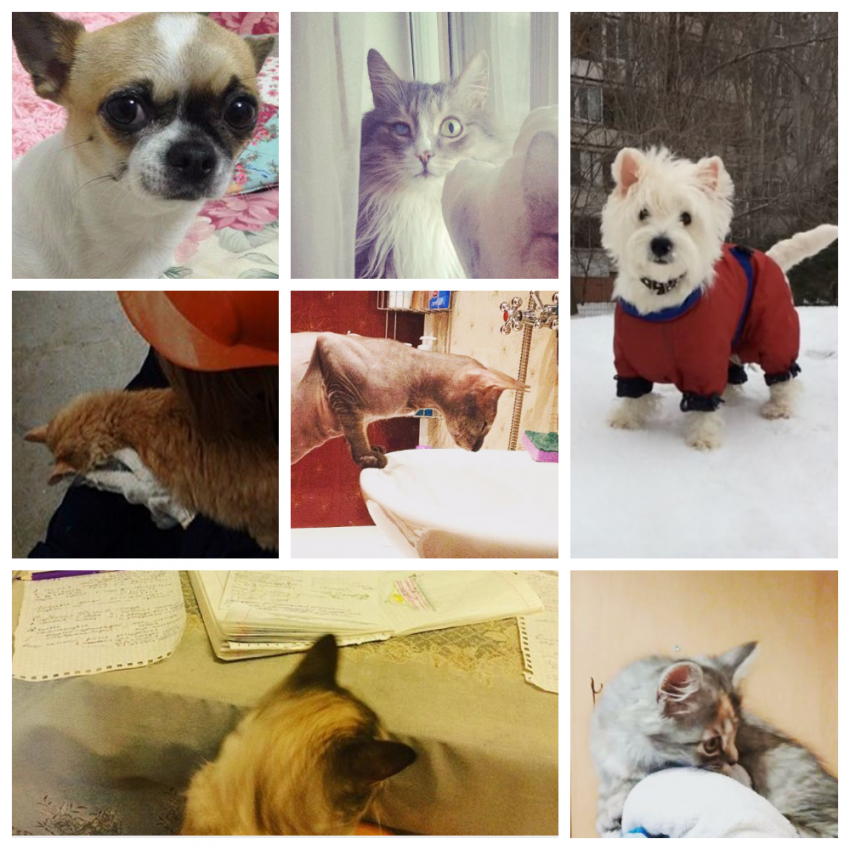 ТОП-7 самых фотогеничных хвостатых волгоградцев