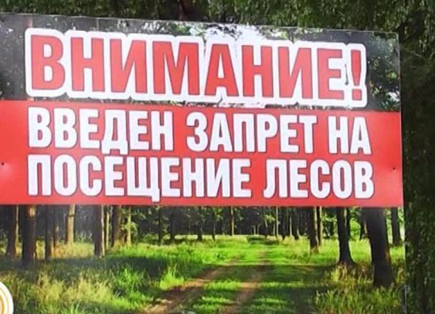 Волгоградцам запретили лесные прогулки