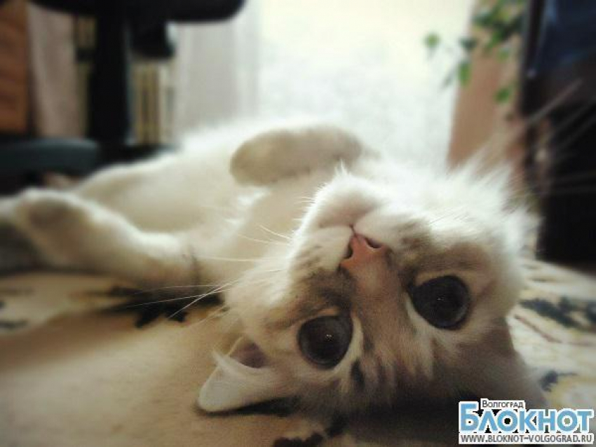 На титул «Самая красивая кошка Волгограда» претендует Муся